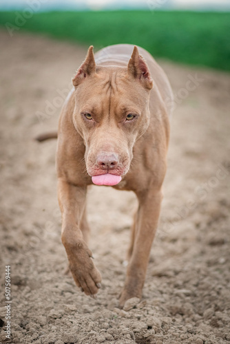 Portrait of a beautiful thoroughbred American Pit Bull Terrier on a plowed field.