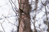 ptak sikorka na gałęzi