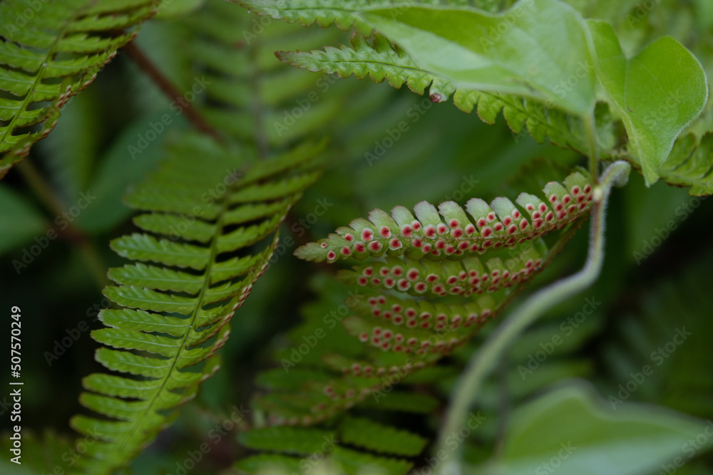Front and back fern leaves, wirh red spores, close-up