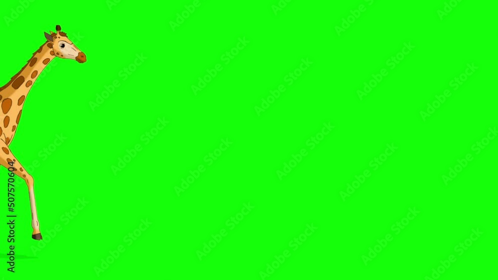 Big giraffe runs and stops chroma key full shot Big giraffe runs and stops chroma key full shot