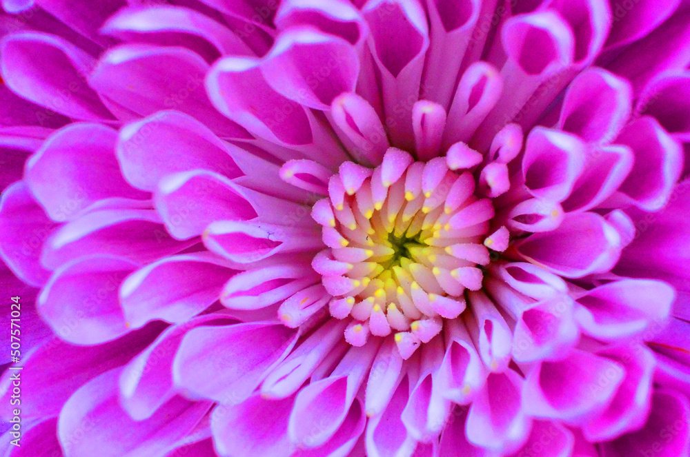 Obraz premium close up of pink dahlia