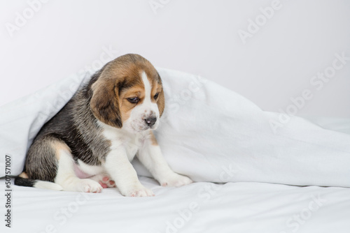 Little beagle puppy sitting under a blanket at home