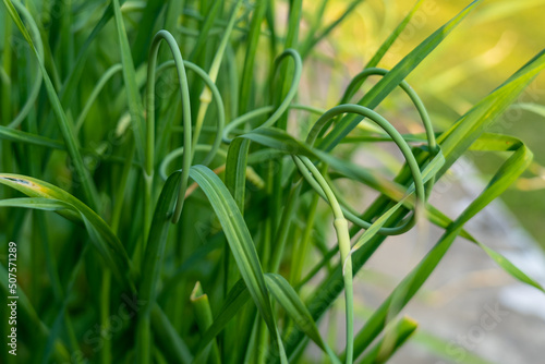 Green shoots of young garlic in the garden close-up