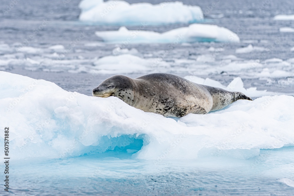 Obraz premium Seeleopard (Hydrurga leptonyx) auf einer Eisscholle in der Antarktis in der Cierva Cove