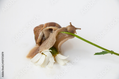 Fototapeta Naklejka Na Ścianę i Meble -  a grape snail crawls along a stalk of chamomile. Connection of nature on a white background