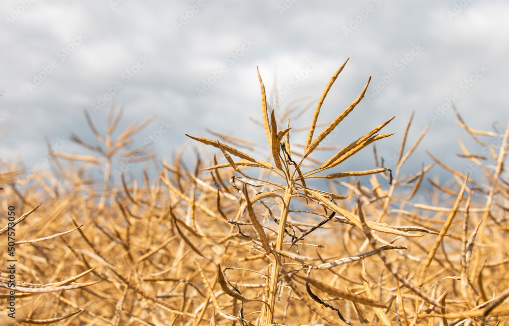 Obraz premium A field of dry rapeseed is ready for a big harvest at the beginning of summer. good weather conditions