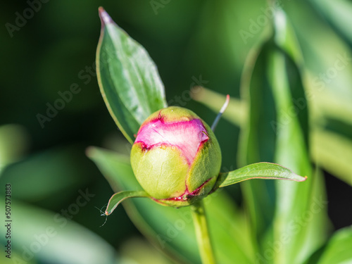 Pink peonies in the garden. Blooming pink peony. Closeup of beautiful pink Peonie flower. Natural floral background.