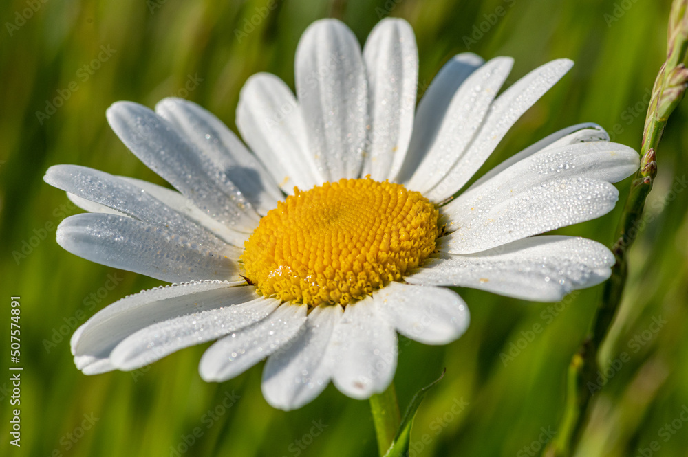 Fototapeta premium kwiat margerytki lub margaretki w zbliżeniu