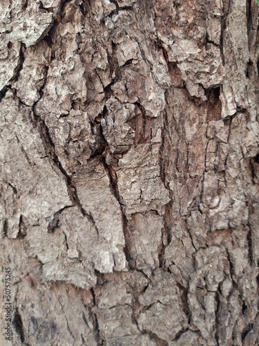 bark of a tree, texsture, wood, 
