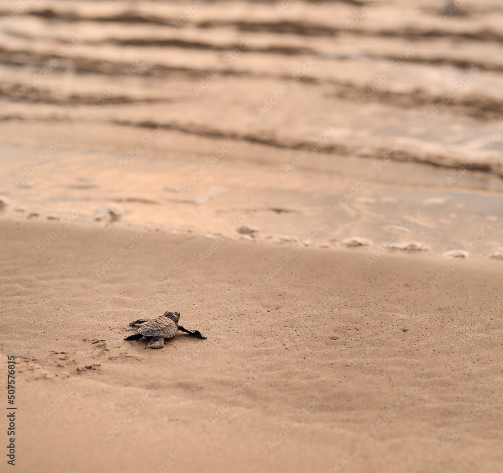 Baby sea turtle is trying to reach the ocean at a beach in Bali, Indonesia Baby sea turtle is trying to reach the ocean at a beach in Bali, Indonesia