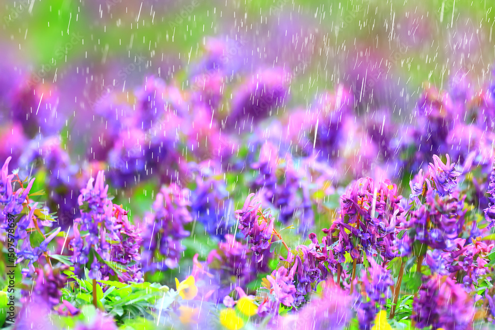 spring wild flowers rain drops abstract background spring wild flowers rain drops abstract background
