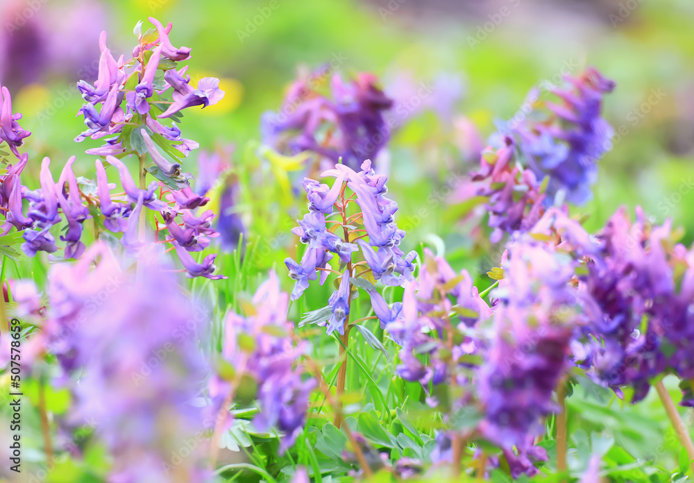 Fototapeta premium pink purple wild spring flowers bokeh background