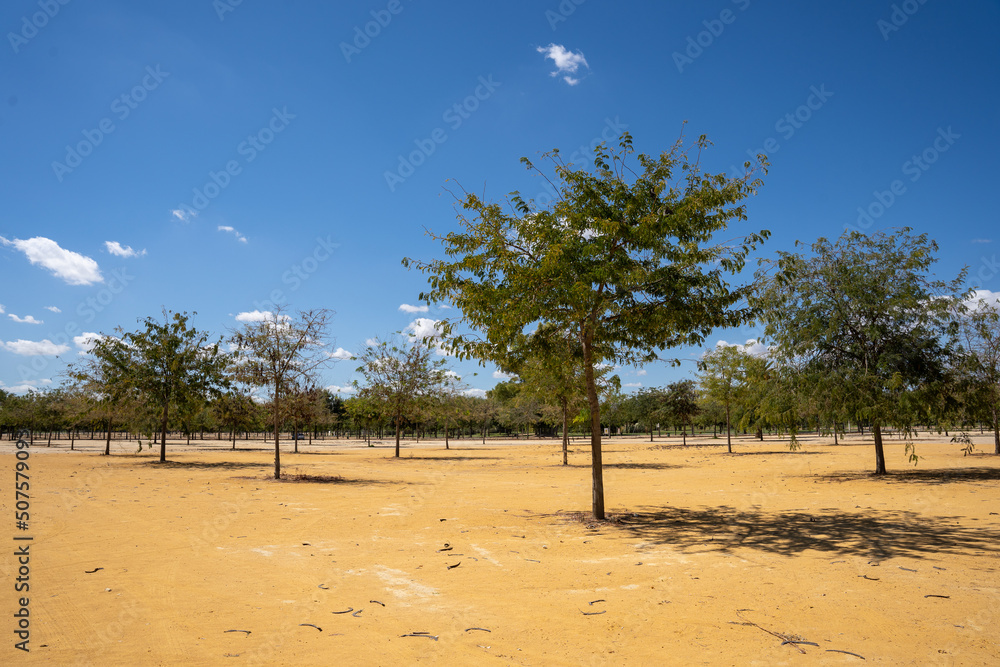 Fototapeta premium bright yellow land with thin green trees that are in the bright sun, creating wonderful shadows