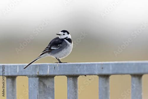 A Pied wagtail (Motacilla alba yarrellii) perched on a fence with the traffic in the background.