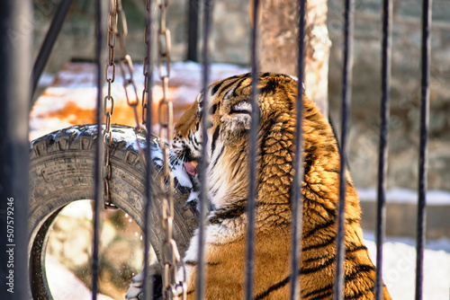 Amur tiger in the zoo of Yuzhno-Sakhalinsk, Russia. photo