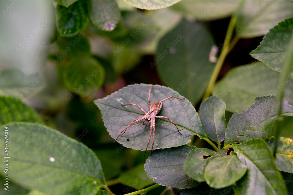 Obraz premium Nursery web (Pisaura mirabilis) on green leaf. Nursery Web Spider Sitting On Green Leaf In Garden. Insect macro photography. Artistic photo editing