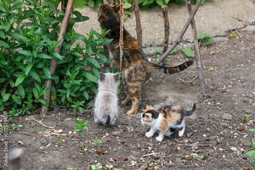 Kitten eye disease. Street cat with small kittens. © natalyamatveeva