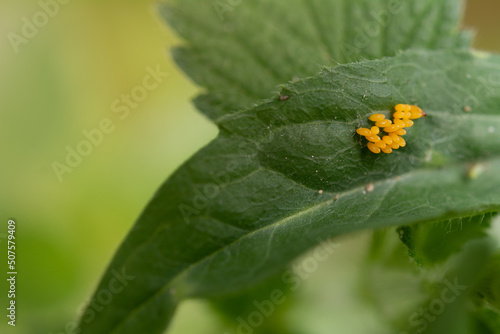 Ladybug eggs attached to a leaf. A batch of yellow ladybug eggs attached to the green leaf during a Spring day in Moldova
