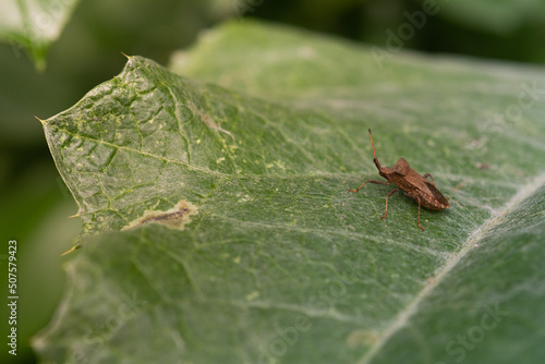 Squash bug Coreus marginatus. Dock bug Coreus marginatus on a green leaf of grass.