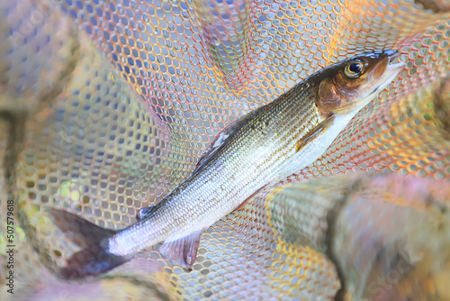 caught european grayling fresh fish wildlife hobby fishing photo