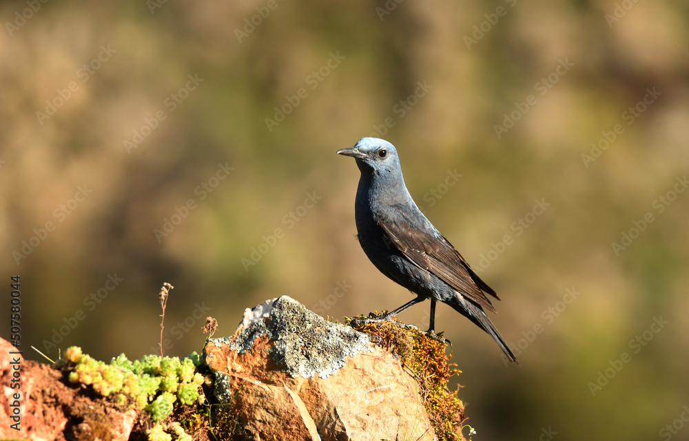 Un roquero solitario en el campo en primavera