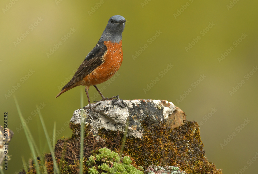 roquero rojo en una roca en la sierra de gredos roquero rojo en una roca en la sierra de gredos