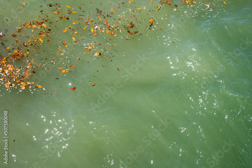 close-up of blue-green ocean water with colorful autumn leaves floating and the sun s rays reflecting in the water