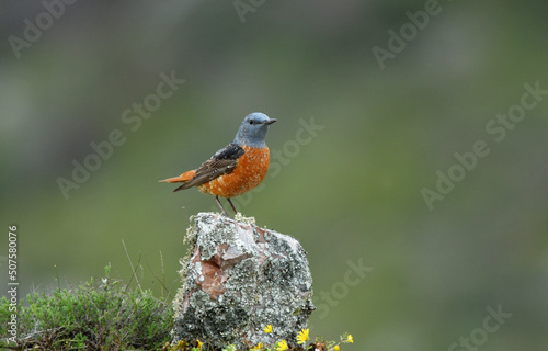 roquero rojo en una roca en la sierra de gredos