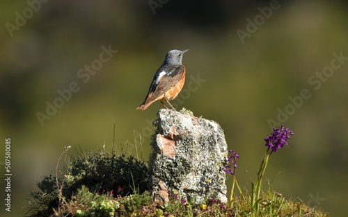 roquero rojo en una roca en la sierra de gredos