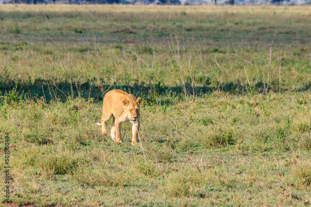 Lioness (Panthera leo) walking in savannah in Serengeti national park, Tanzania Lioness (Panthera leo) walking in savannah in Serengeti national park, Tanzania