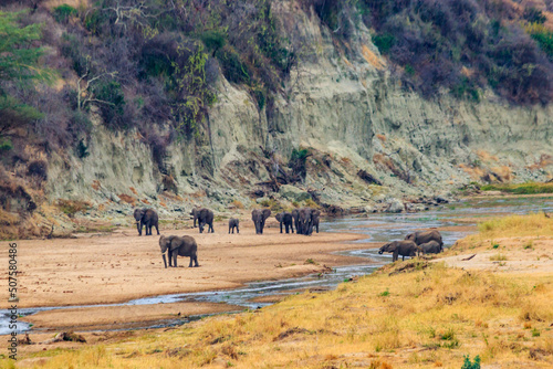 Herd of african elephants at the Tarangire river in Tarangire National Park, Tanzania
