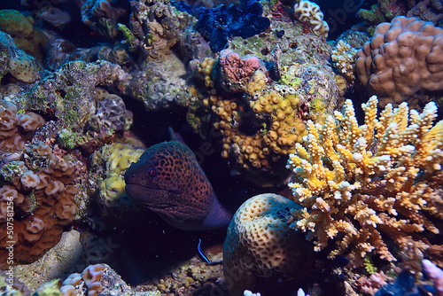 moray eel under water, nature photo wild snake predator marine in the ocean photo