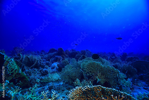 underwater landscape in the sea on a coral reef background