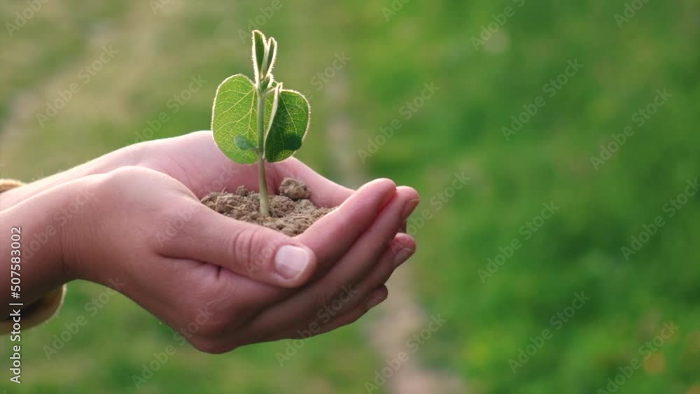 Close up of female hands holding soybean sprout on background field during sunset. Farmer checks crop in agriculture. Business ecology agriculture gardening concept. Eco-agriculture life. Slow-motion Close up of female hands holding soybean sprout on background field during sunset. Farmer checks crop in agriculture. Business ecology agriculture gardening concept. Eco-agriculture life. Slow-motion