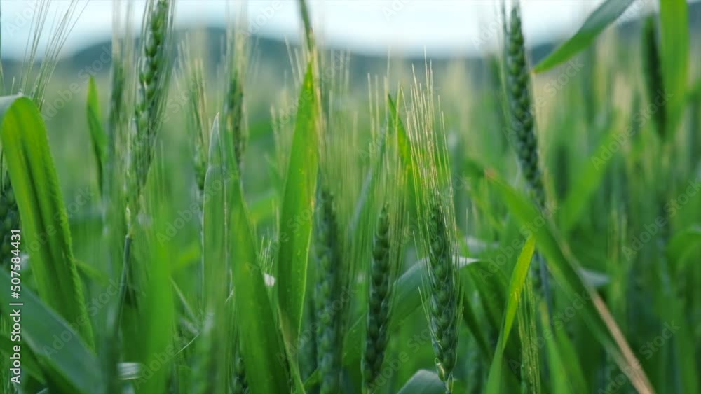 Farmer hand touches green ears of wheat in field in sunny day. Agricultural business. Worker touches crop and checks sprouts at evening time, protect ecology of cultivated. Grow bread, food concept Farmer hand touches green ears of wheat in field in sunny day. Agricultural business. Worker touches crop and checks sprouts at evening time, protect ecology of cultivated. Grow bread, food concept