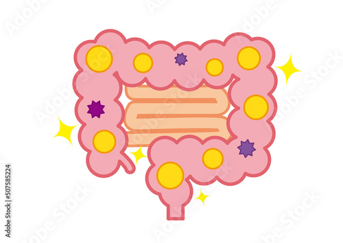 健康な大腸　線なし