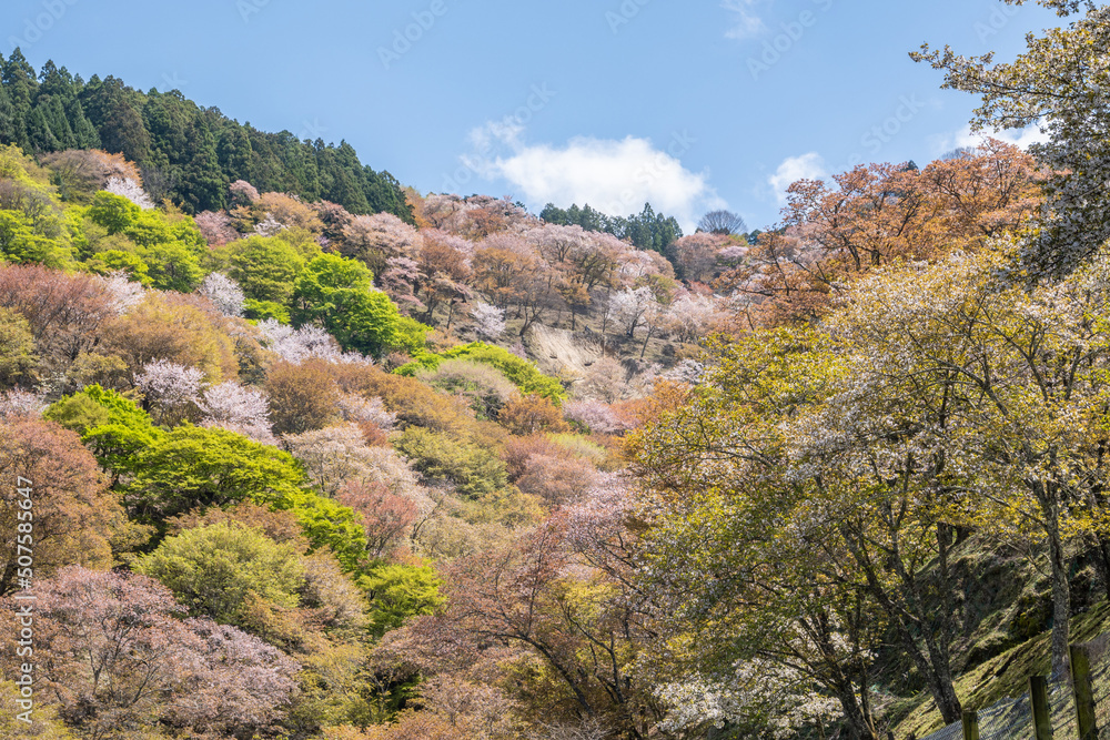 吉野山の桜