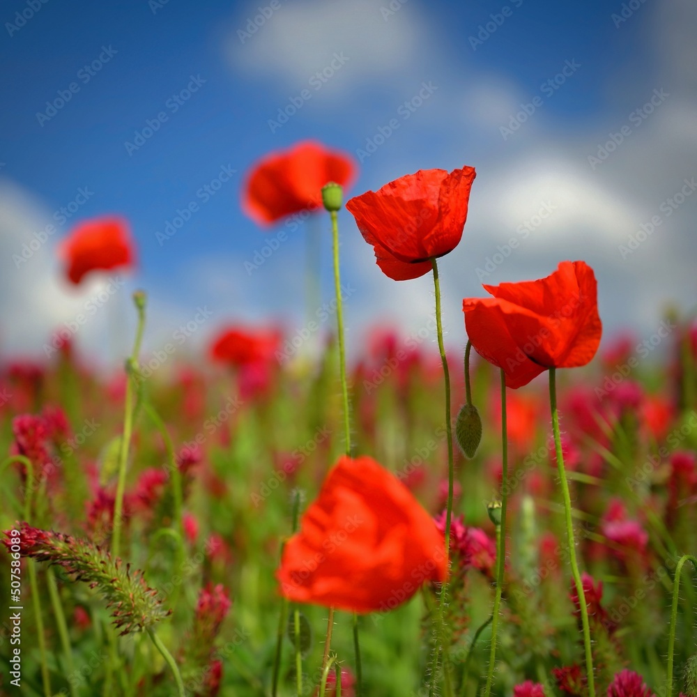 Summer landscape. Beautiful flowering field with poppies and clovers. Colorful nature background with sun and blue sky. Summer landscape. Beautiful flowering field with poppies and clovers. Colorful nature background with sun and blue sky.