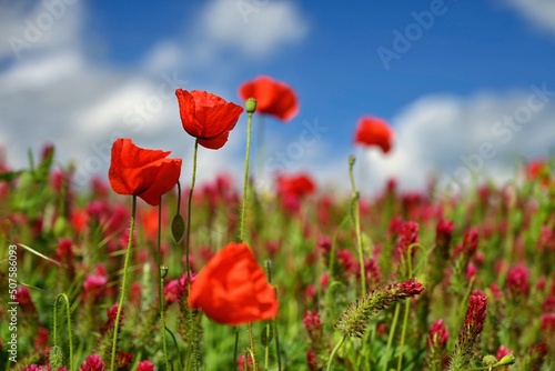 Fototapeta Naklejka Na Ścianę i Meble -  Summer landscape. Beautiful flowering field with poppies and clovers. Colorful nature background with sun and blue sky.