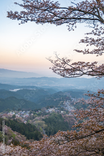 吉野山の桜