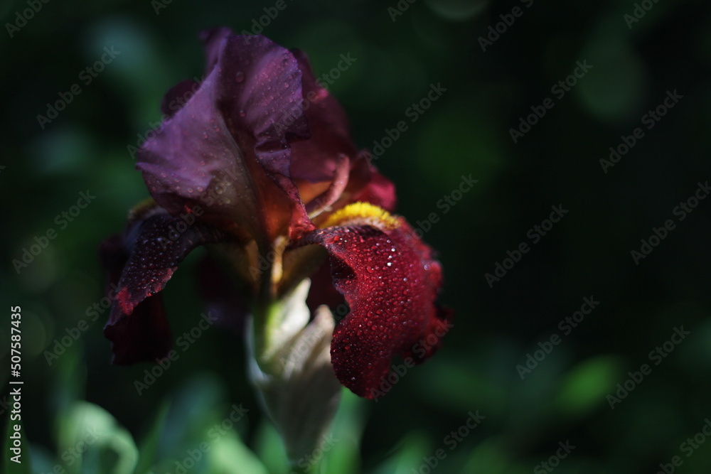 Wet red iris flower at sunset after rain Wet red iris flower at sunset after rain