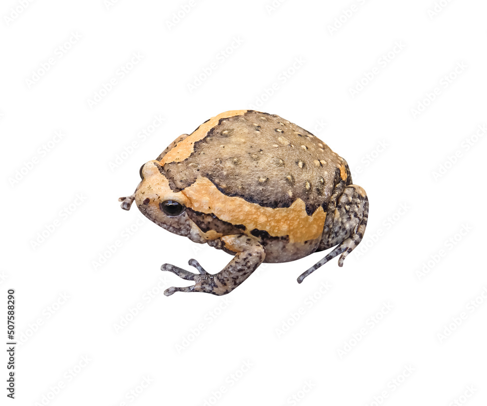 Obraz premium Banded bullfrog (kaloula pulchra) tropical amphibians isolated on white background , clipping path