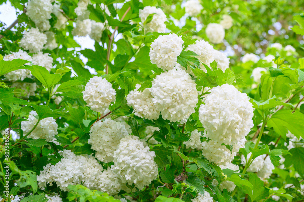 Blooming spring flowers. Large beautiful white balls of blooming Viburnum opulus Roseum Boule de Neige . White Guelder Rose or Viburnum opulus Sterilis, Snowball Bush, European Snowball. Blooming spring flowers. Large beautiful white balls of blooming Viburnum opulus Roseum Boule de Neige . White Guelder Rose or Viburnum opulus Sterilis, Snowball Bush, European Snowball.