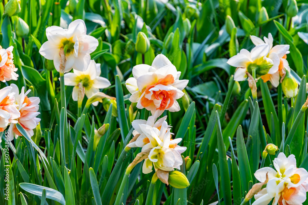 Fototapeta premium Narcissus flower at Dutch garden. Beautiful flowers in bloom, springtime.