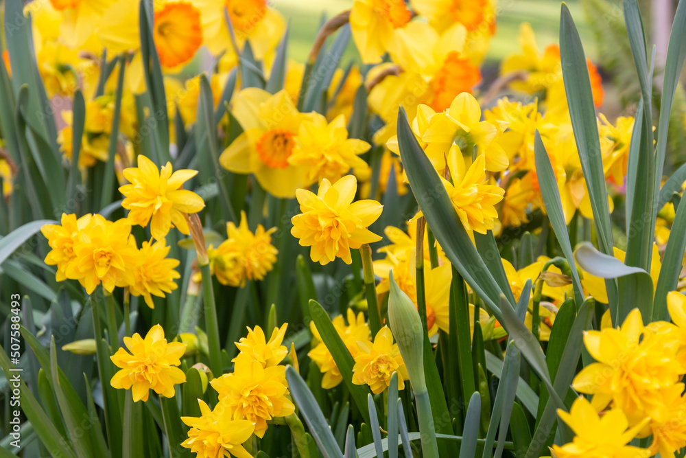 Fototapeta premium Narcissus flower at Dutch garden. Beautiful flowers in bloom, springtime.