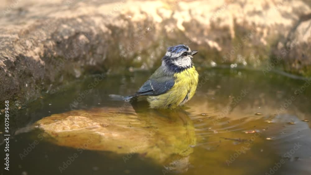 Eurasian blue tit (Cyanistes caeruleus) having a bath. Eurasian blue tit (Cyanistes caeruleus) having a bath.