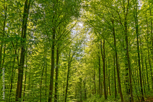 Forest trees.