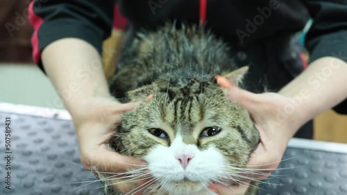 A woman rubs shampoo into the cat's fur, preparing it for washing photo