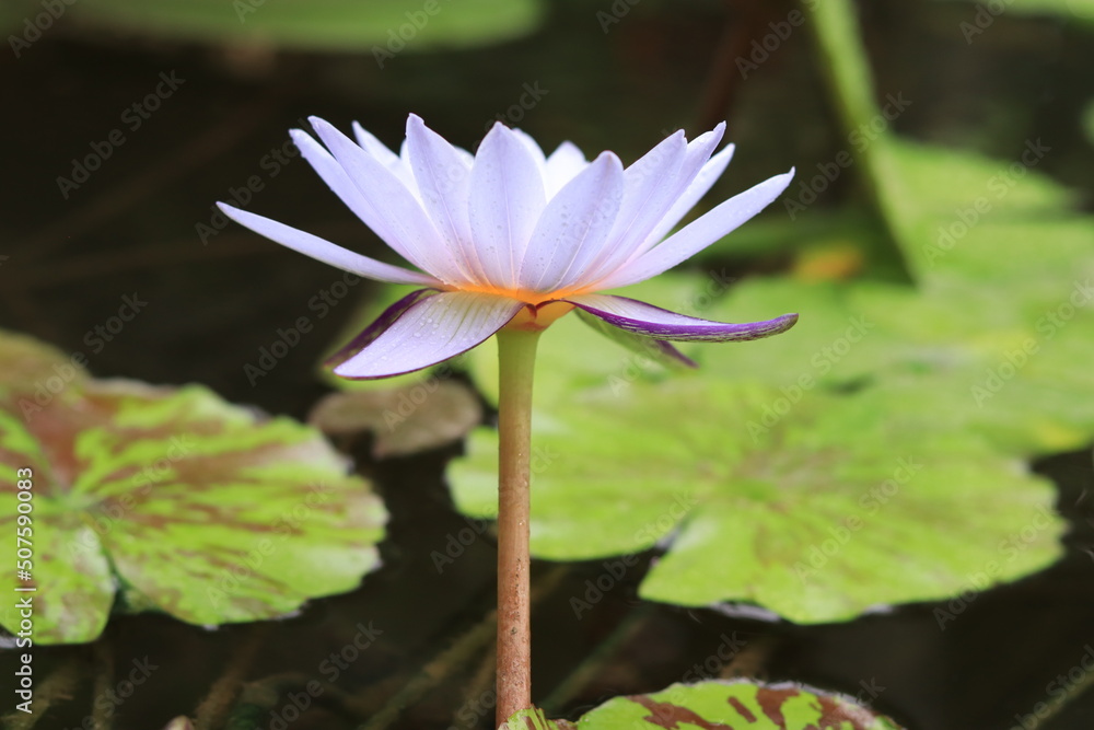 Open Lotus Flower, nymphea lotus Open Lotus Flower, nymphea lotus