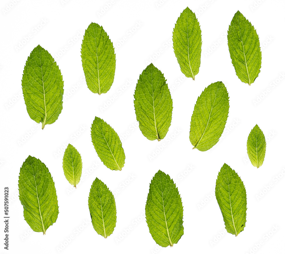 mint leaves on white background mint leaves on white background